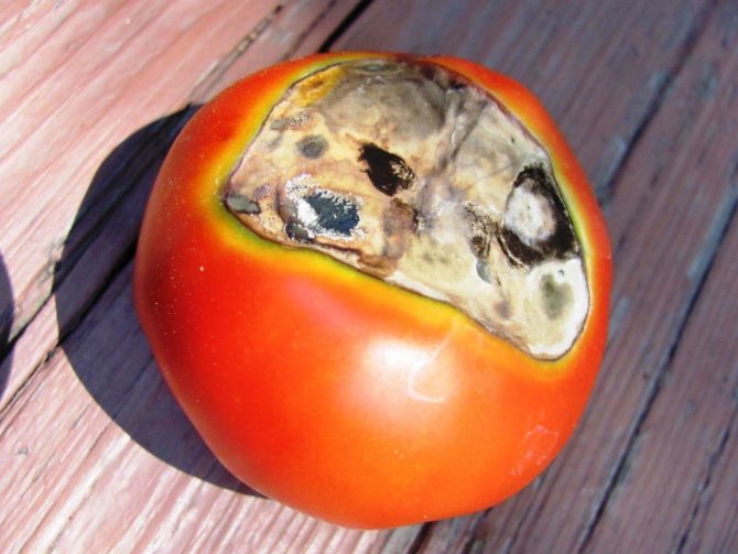Tomato reput kelabu: sebab dan cara merawat