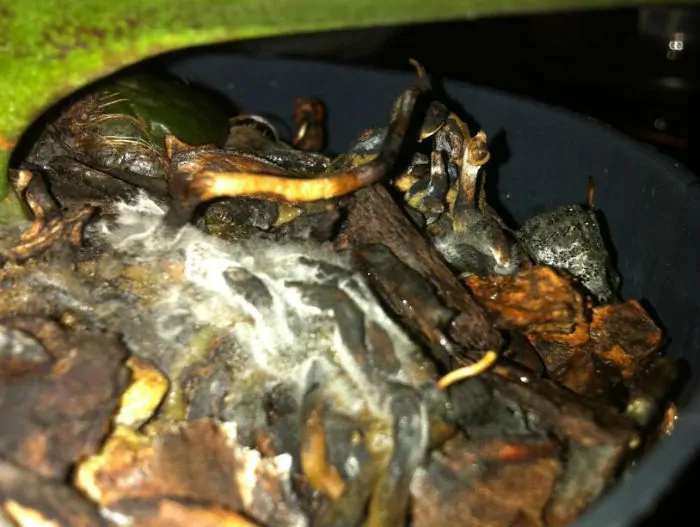 gray orchid root rot