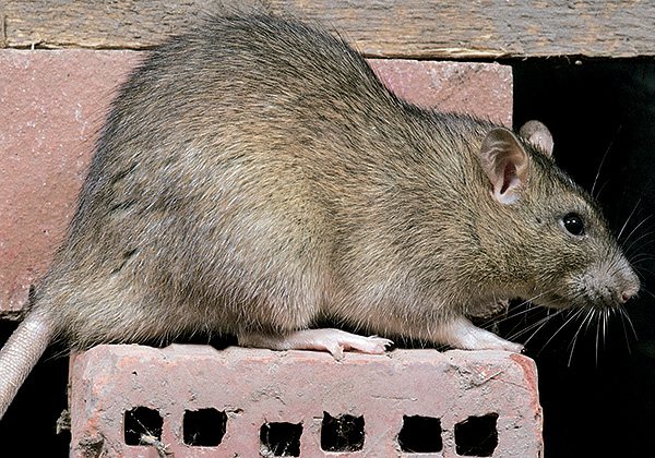 The gray rat can reach 24 centimeters in length, while its tail is always shorter than the body, unlike the black rat.