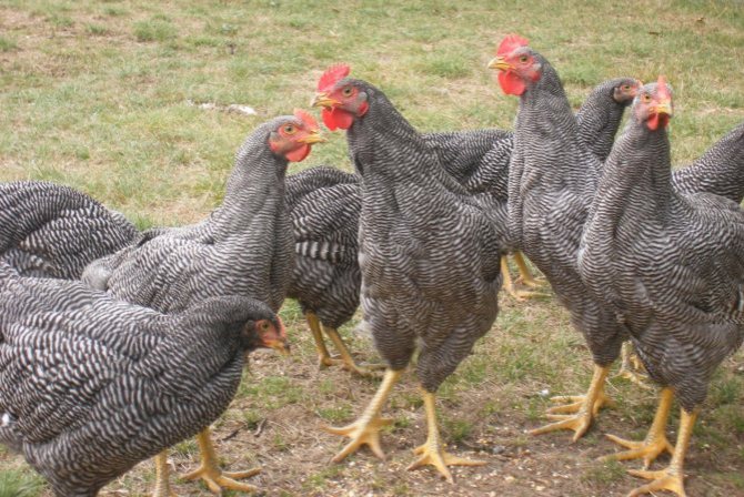 Silvery hens