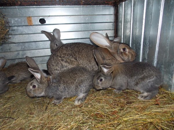 Gray rabbits in a cage