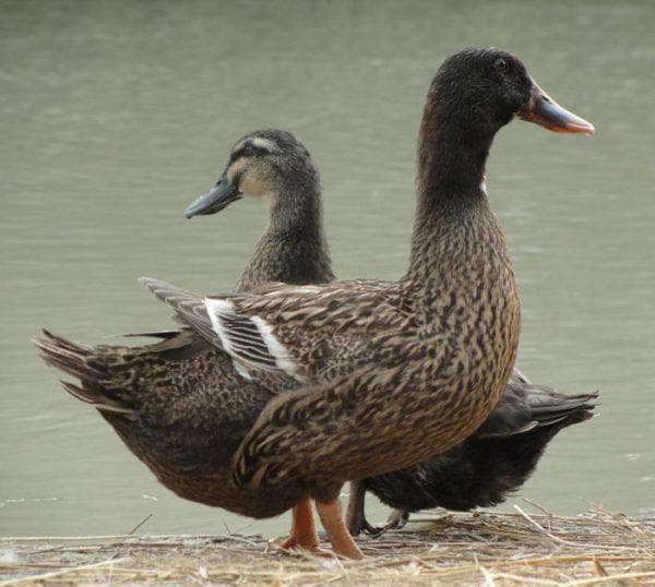 gray Ukrainian ducks