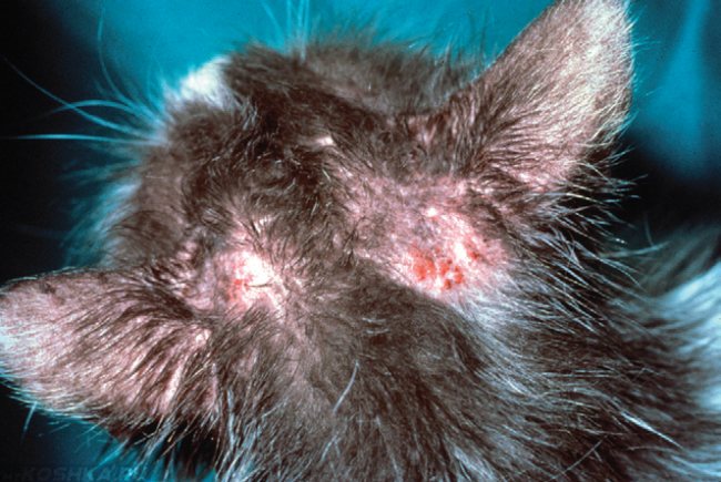 Gray cat with demodicosis