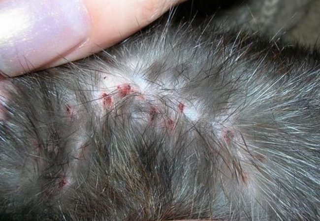 Сива пухкава котка със симптоми на демодекоза