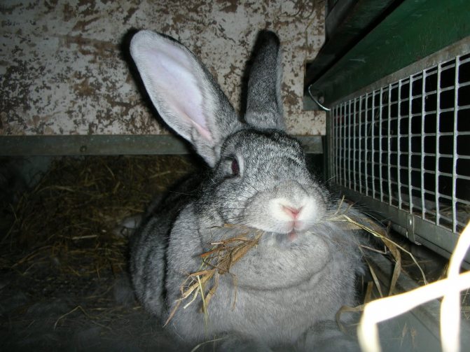 Gray giant rabbit