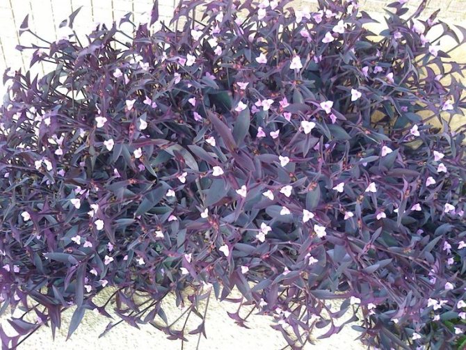 reticulum purpurea
