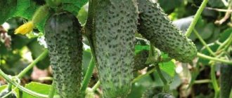 Crop rotation is the key to high yields of cucumbers introduction