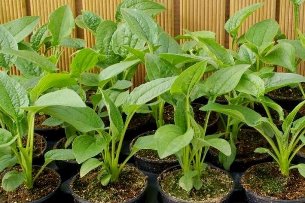 Anak benih Echinacea boleh dibeli di kedai atau ditanam dengan tangan