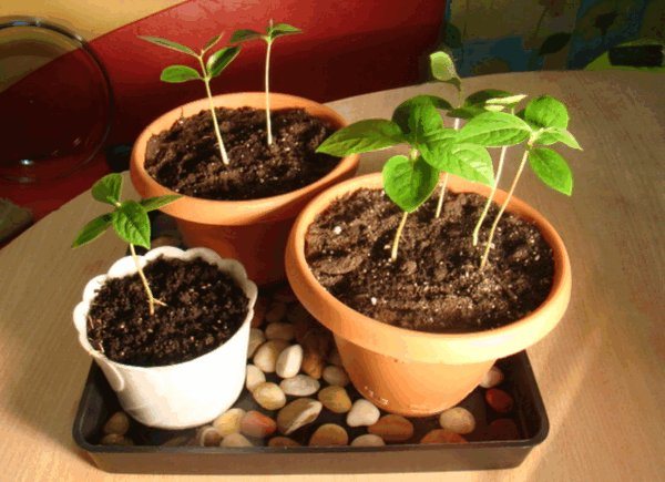 Persimmon seedlings