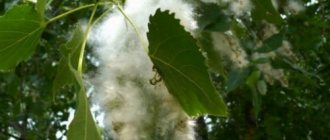 Poplar moth säsong - från början av uppkomsten av fluff.