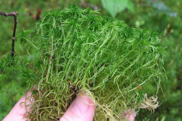 sphagnum moss medicinal properties