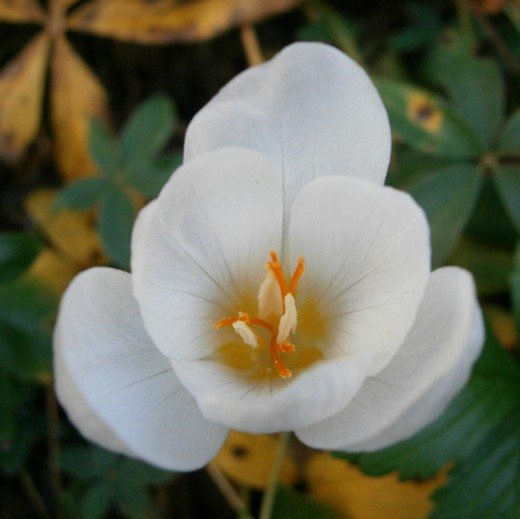 Saffron, or Crocus pretty, just as pretty, variety 'Zephyr' (Crocus pulchellus)