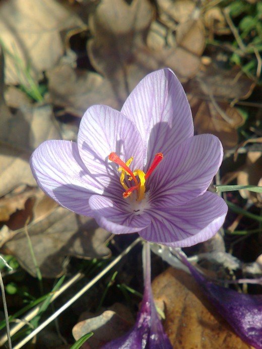 Saffron Pallas, or Crocus Pallas (Crocus pallasii)
