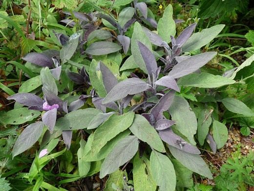 Sage officinalis (латински Salvia officinalis)