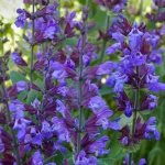 Salvia officinalis - лечебни свойства и описания на растението
