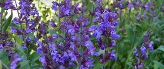 Salvia officinalis - sifat perubatan dan perihalan tumbuhan