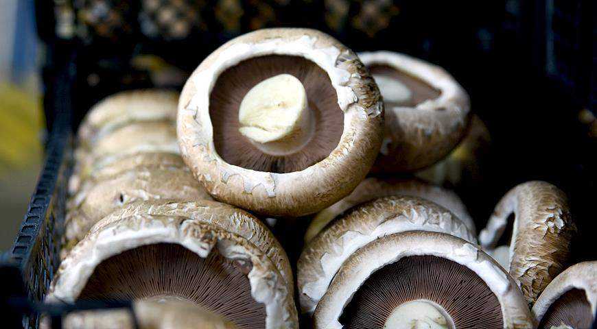 champignon royal brown how to grow