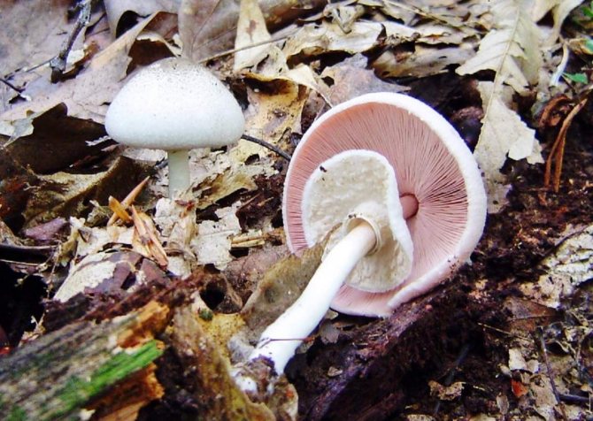 Mushroom flat-lipped