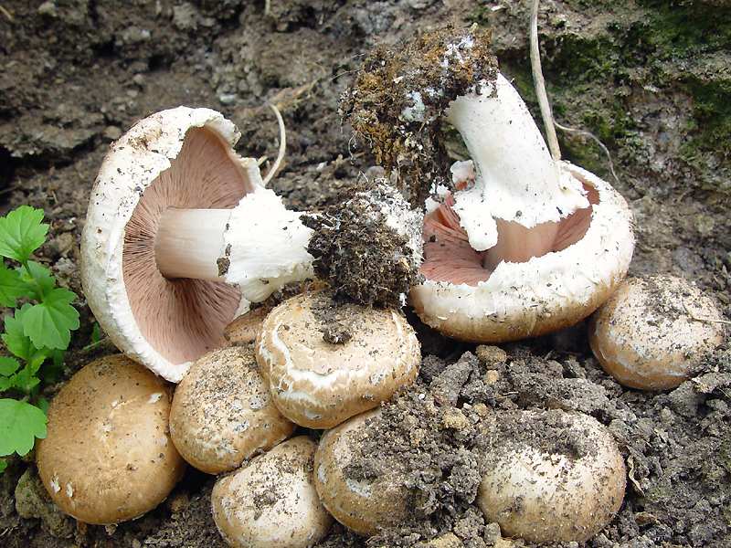 Trädgårds champignon