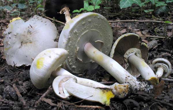 Gulhudad champignon