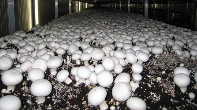 Champignons in a greenhouse