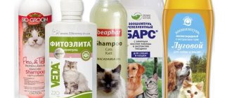Loppischampo för kattungar