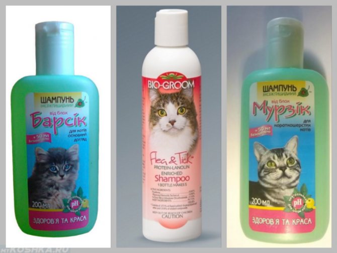 Shampoos für eine Katze