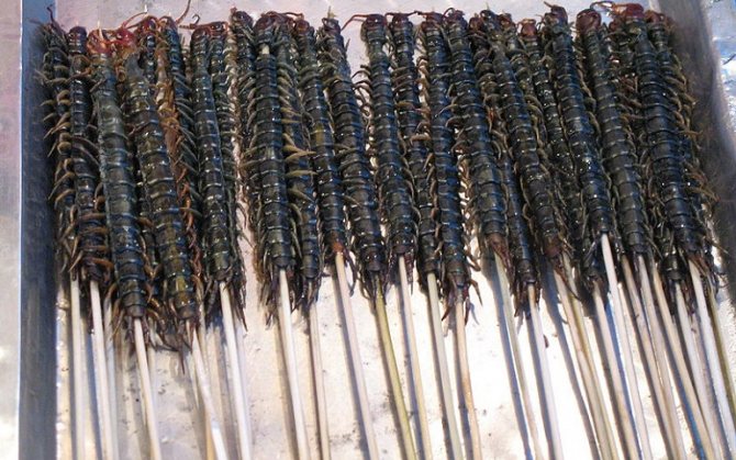 insect kebab