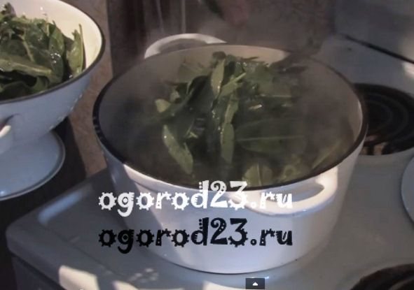 Šťovík - recept na studenou polévku