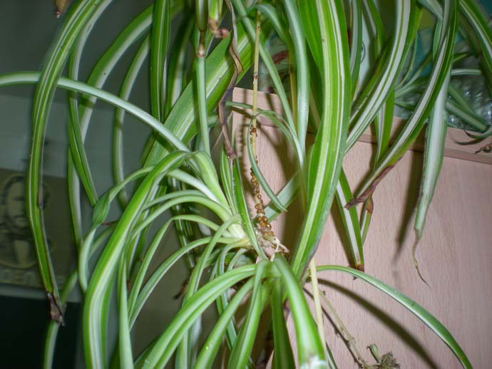 The scale insect most often affects chlorophytum.