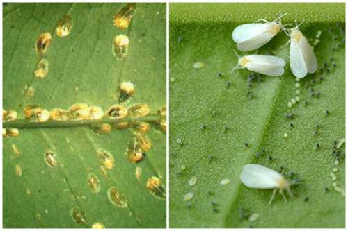 Scale insect at whitefly