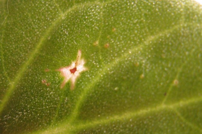 Gloxinia scabbard