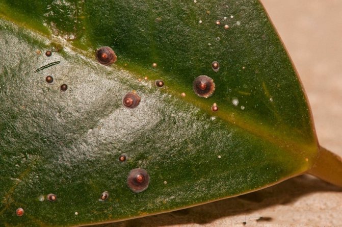 Scabbard on a ficus leaf close up