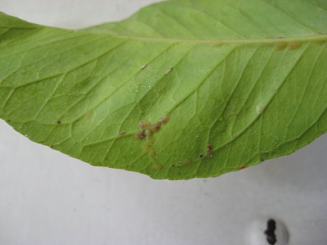 Scabbard on lemon leaf - photo
