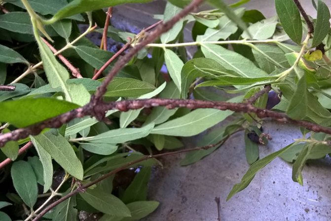 scabbard on the lower branches of honeysuckle, diseases and pests of dimple