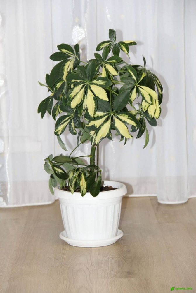 Schefflera - pokojová rostlina