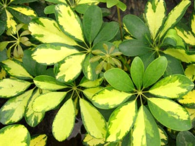 Scheffler's eight-leafed