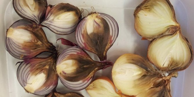 Onion neck rot