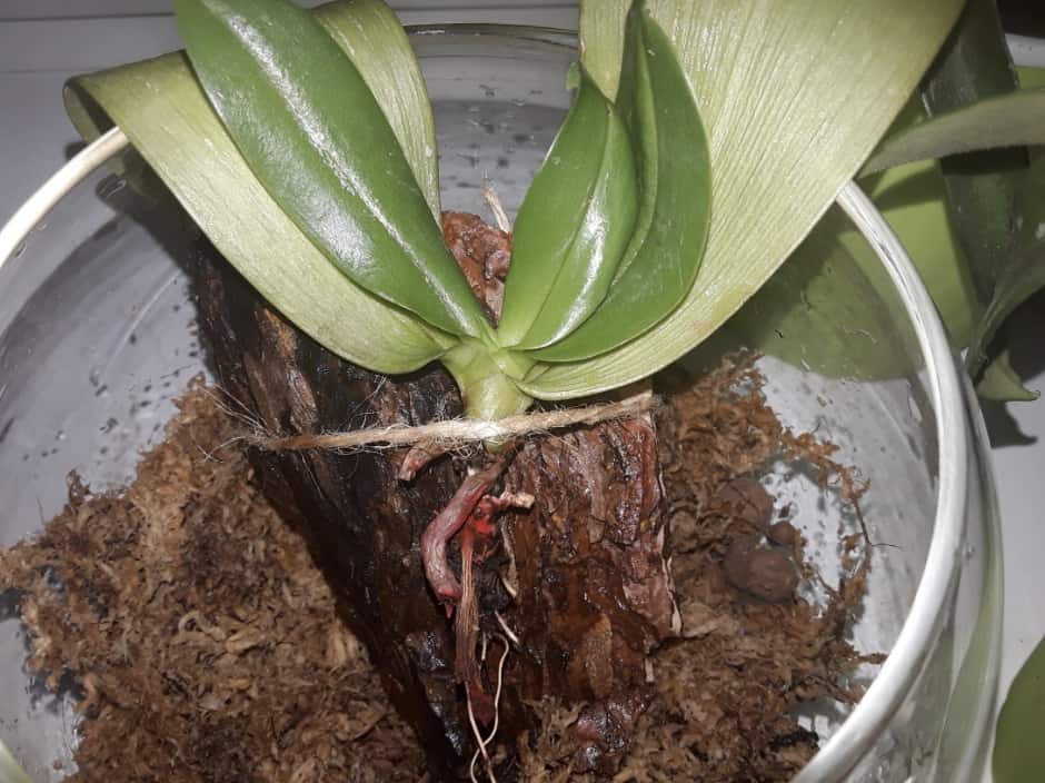 Gâtul orhideei este fixat pe o bucată mare de scoarță umedă de pin.