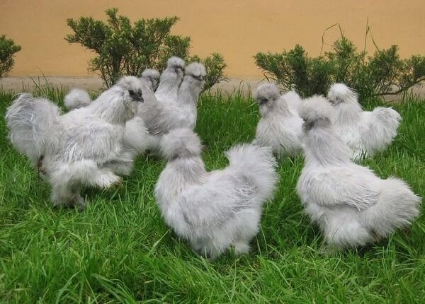 Silke ras av kycklingar - beskrivning av kineser, foton och videor.