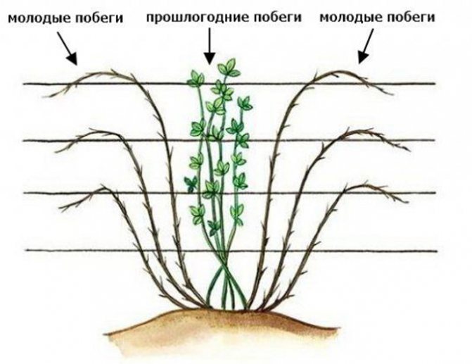 Схема на формиране на къпинов храст