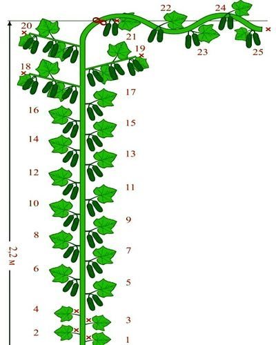 Схемата за формиране на храст от краставици Кураж