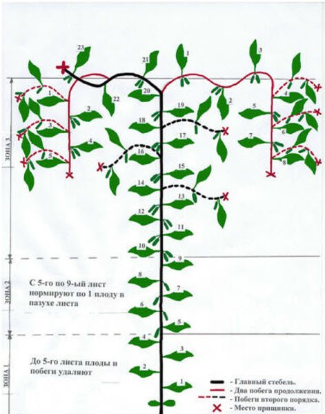 The scheme for the formation of cucumbers in 2 stems