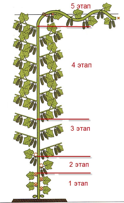 Схема на формиране на кичури краставици