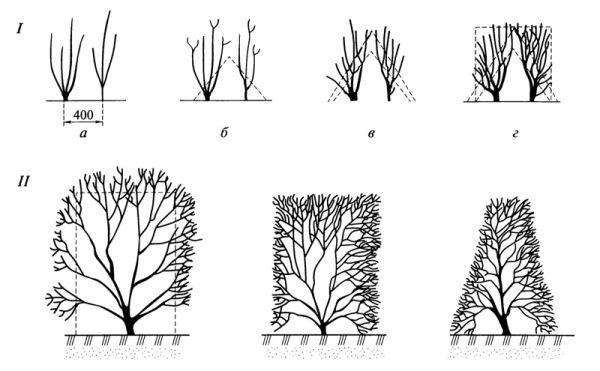 The scheme of the formation of a hedge