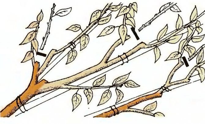 Cutting scheme of young cherry cuttings