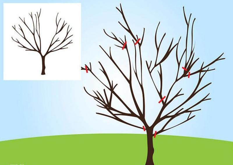 Träd körsbär beskärningsschema
