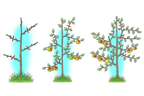 схема за подрязване на колоновидно ябълково дърво