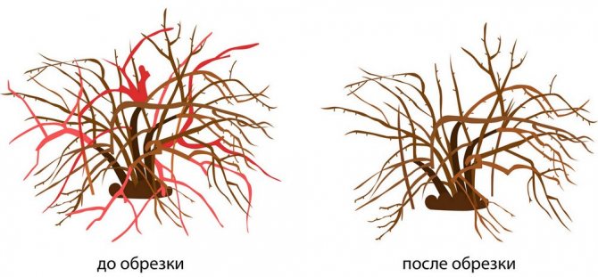 Схема за резитба на цариградско грозде