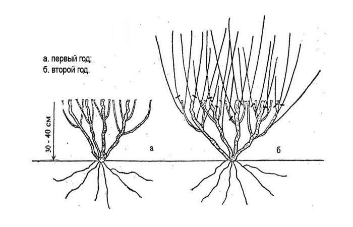 Pruning scheme para sa batang honeysuckle